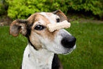 dog with a treat on top of his nose