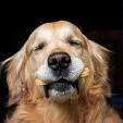 golden retriever with dog treat in his mouth 