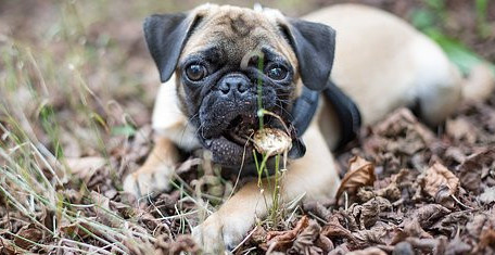 Boxer eating Dog Treat