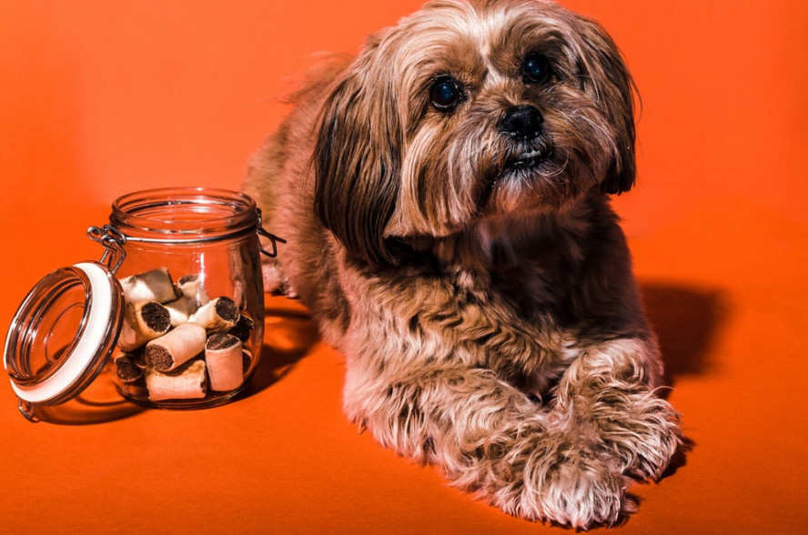 Lhaso Apso sitting by a jar of treats