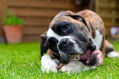 A boxer eating a chicken bone dog treat