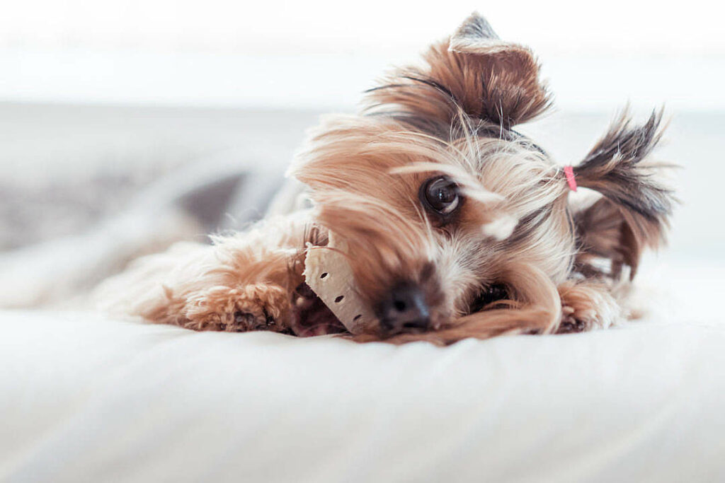 yorkie on a bed eating a dog treat