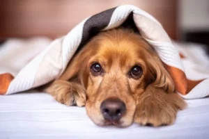 english-cocker-spaniel-with a blanket on his head